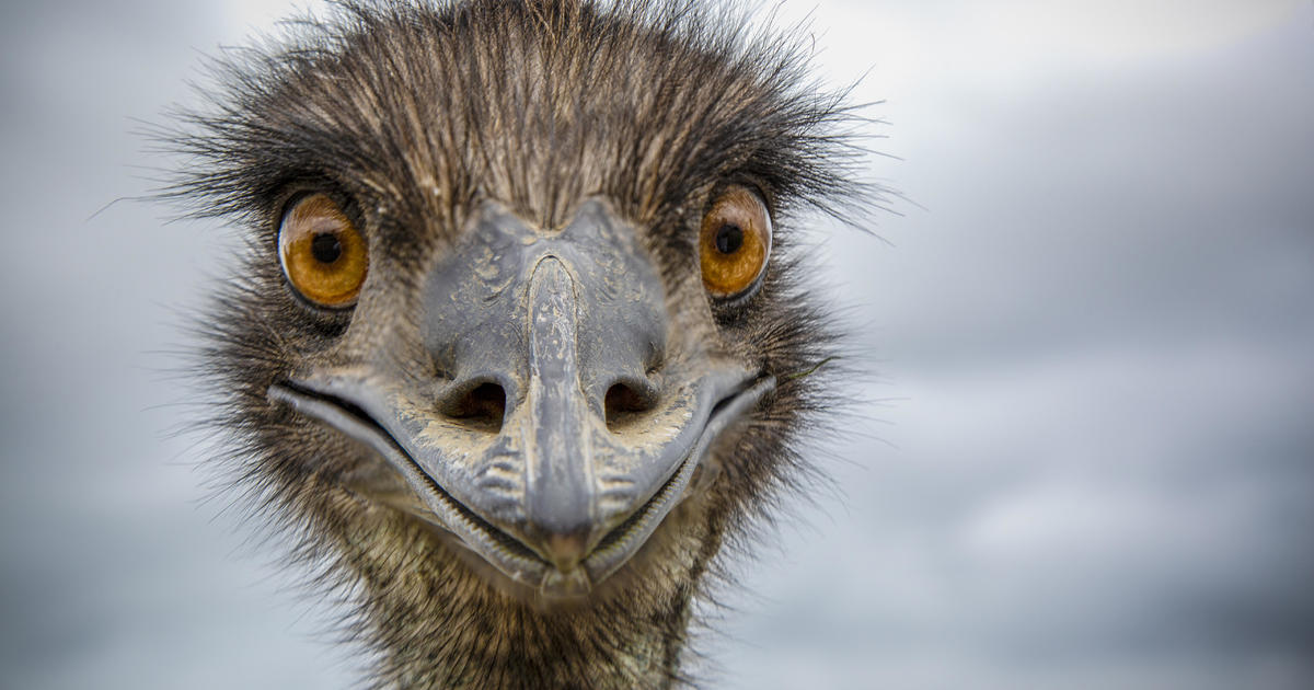 first-monkeys,-now-“feral”-emus-on-the-loose-in-south-carolina