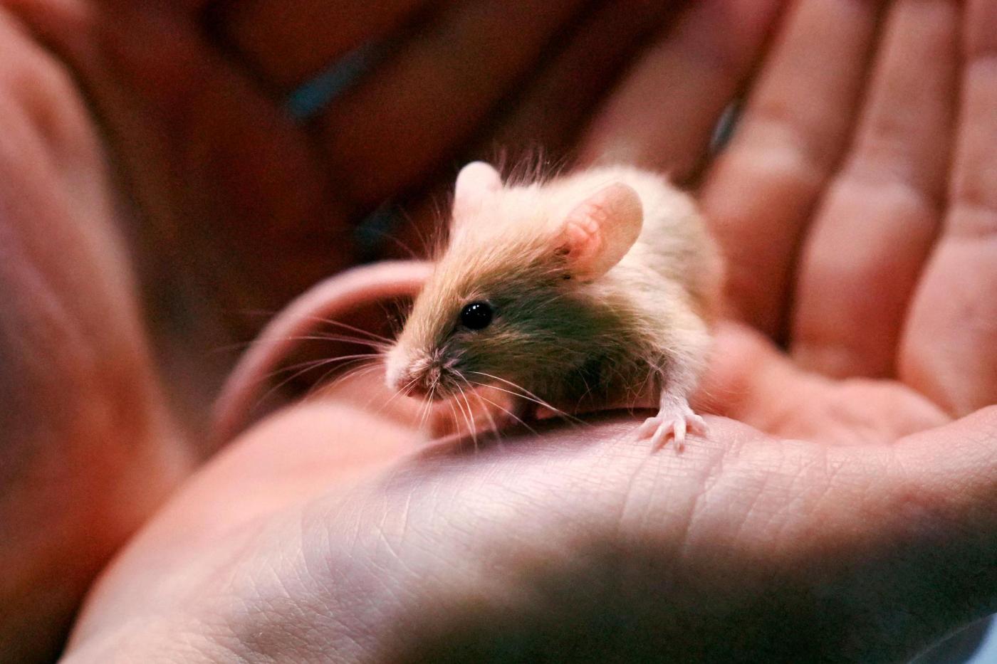 new-hampshire-shelter-faces-enor-mouse-problem-after-man-surrenders-nearly-1,000-rodents