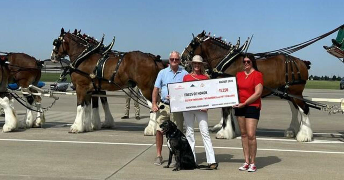 how-clydesdale-horses-support-a-non-profit-for-fallen-soldiers,-first-responders