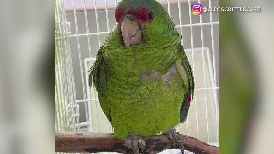 local,-wild-parrots-are-being-targeted-and-killed-in-southern-california