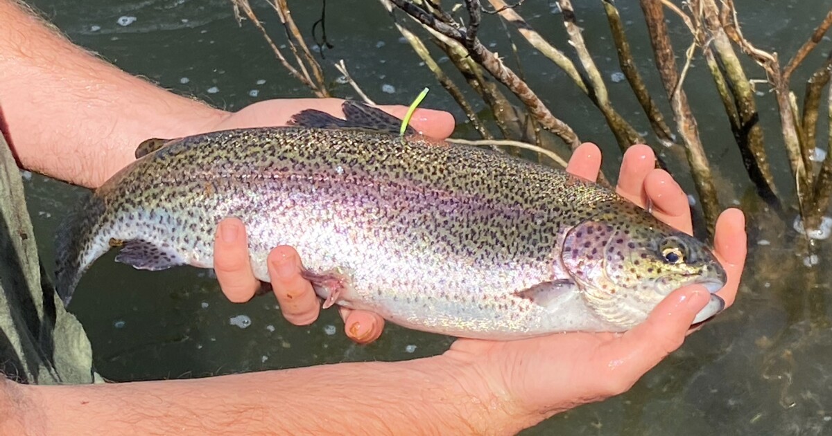 cachuma-lake-to-be-stocked-with-16,000-pounds-of-rainbow-trout