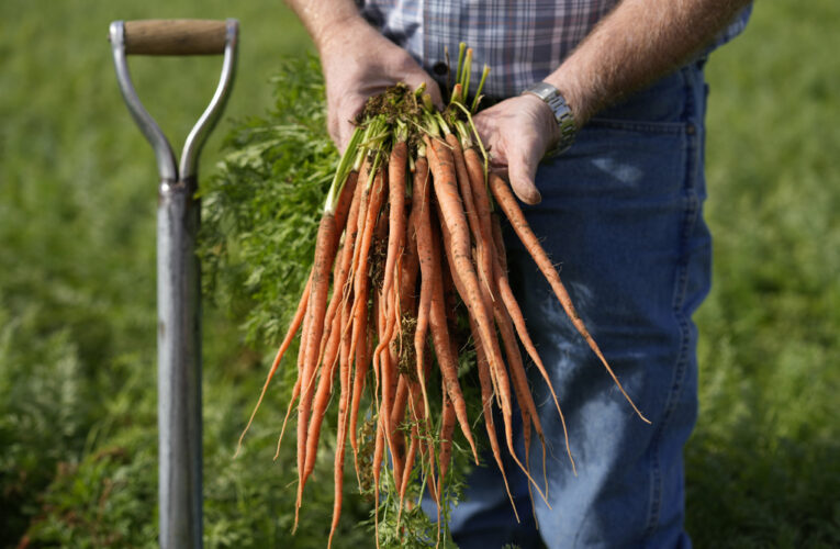 Carrots recalled for E. coli include those sold at Safeway, Target, Trader Joe’s, Whole Foods