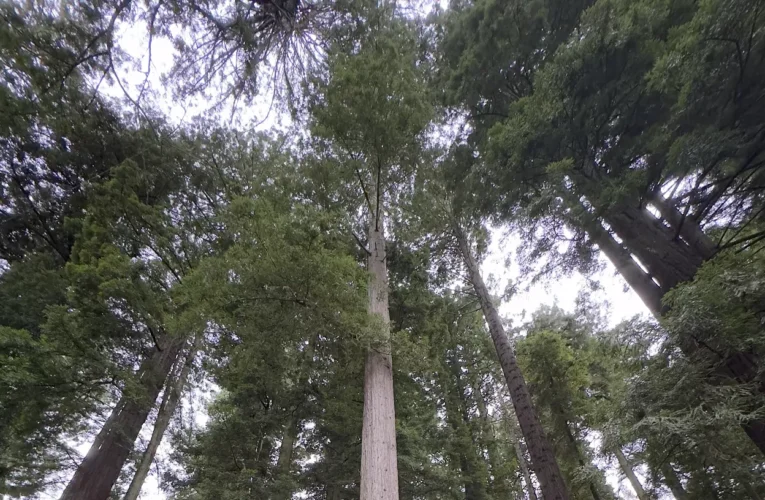 Sequoia Park Zoo Scores Tallest Living Lighted Christmas Tree