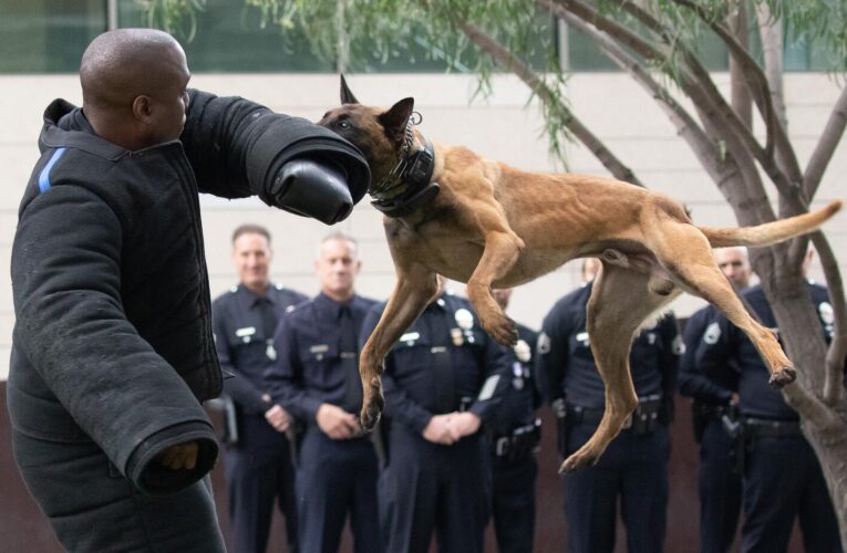 Shoplifter injured by police dog gets nearly $1-million settlement from Northern California city