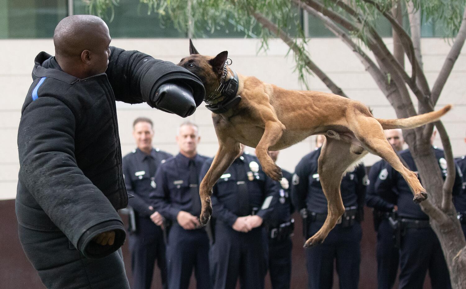 shoplifter-injured-by-police-dog-gets-nearly-$1-million-settlement-from-northern-california-city