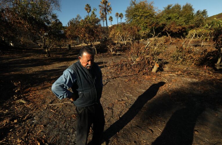 Fire burned a quarter of Ventura County’s avocados. How one farmer hopes to rebuild