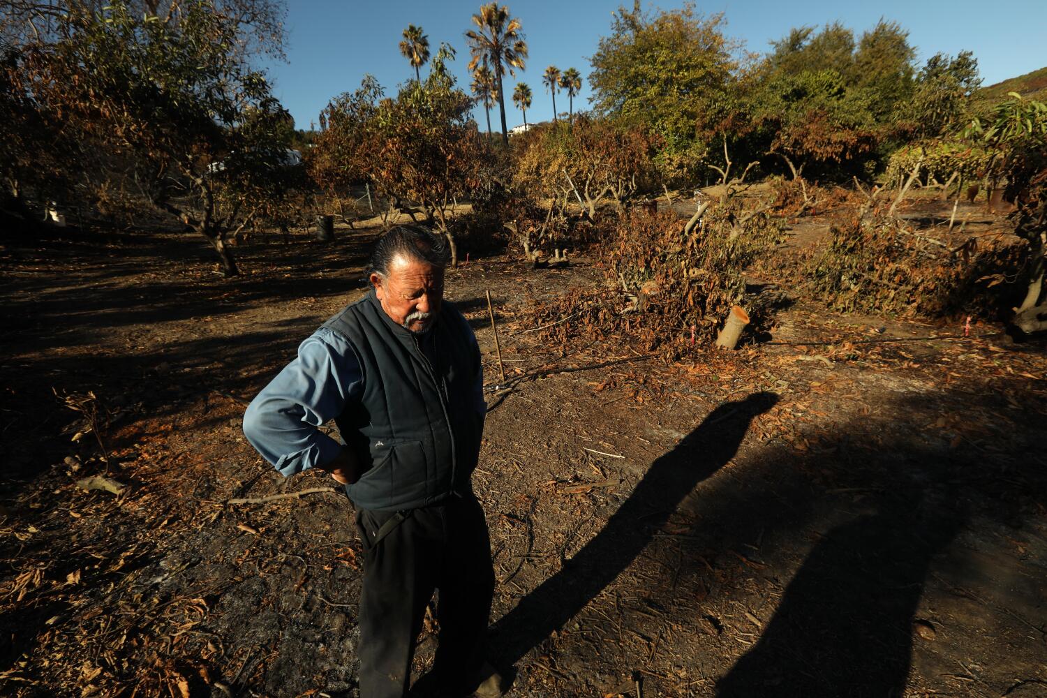 fire-burned-a-quarter-of-ventura-county’s-avocados.-how-one-farmer-hopes-to-rebuild