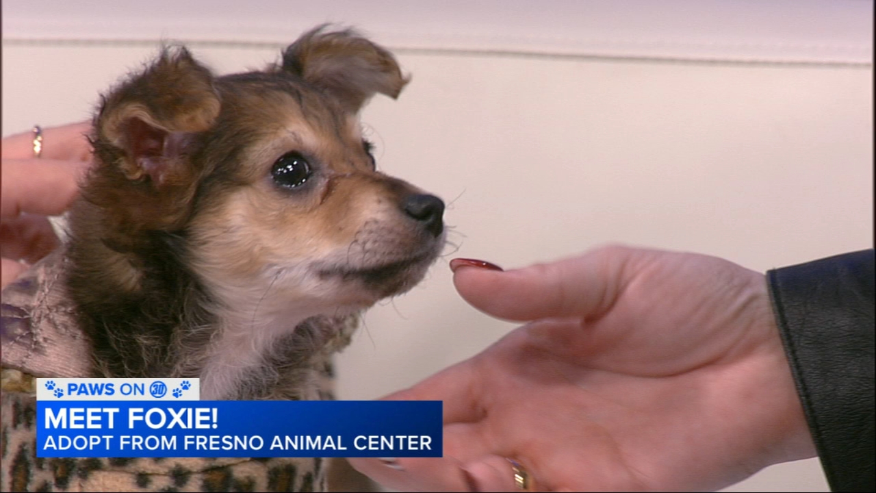 paws-on-30:-adopt-foxie-from-fresno-animal-center