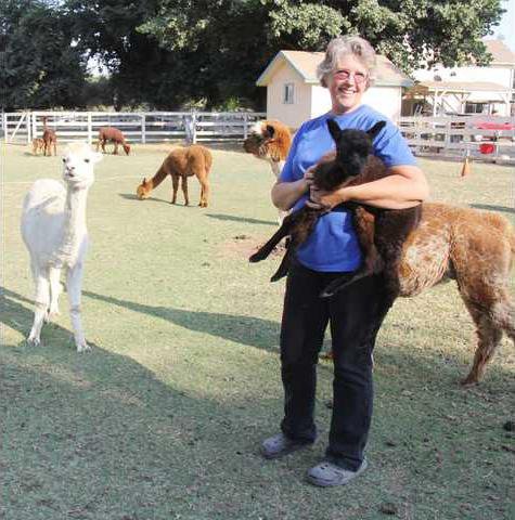 vicious-dog-pack-attacks-turlock-alpaca-farm