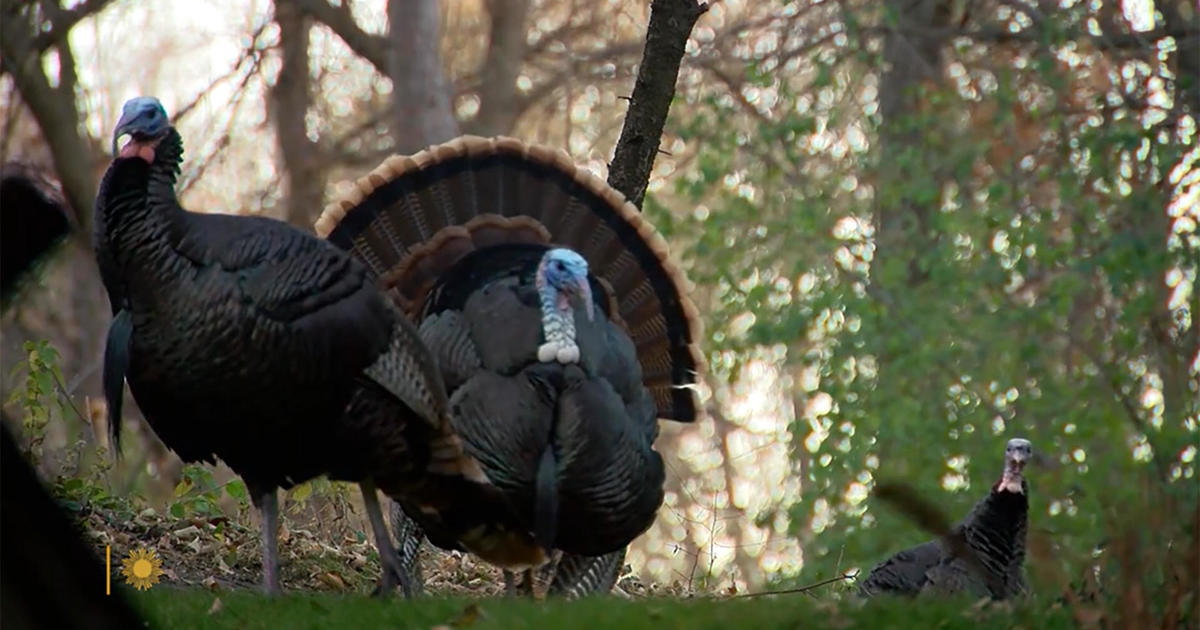 nature:-turkeys-in-south-dakota