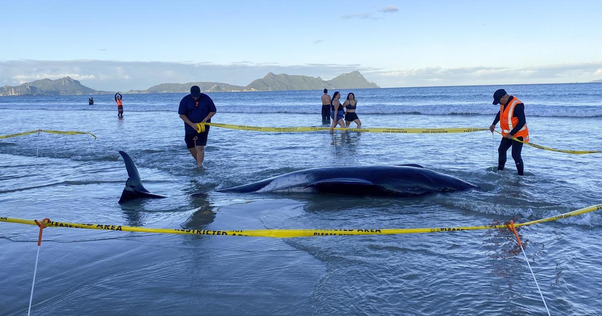 over-30-stranded-whales-saved-by-people-lifting-them-on-sheets