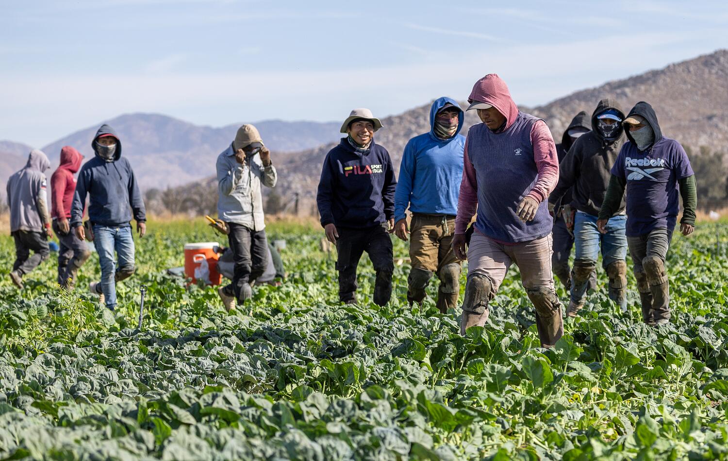 are-california-farmers-on-a-collision-course-with-trump-deportation-plans?