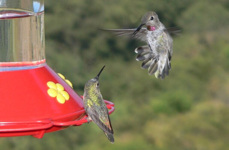 Why can’t Oakland hummingbird decide whether to sit or hover at the feeder?