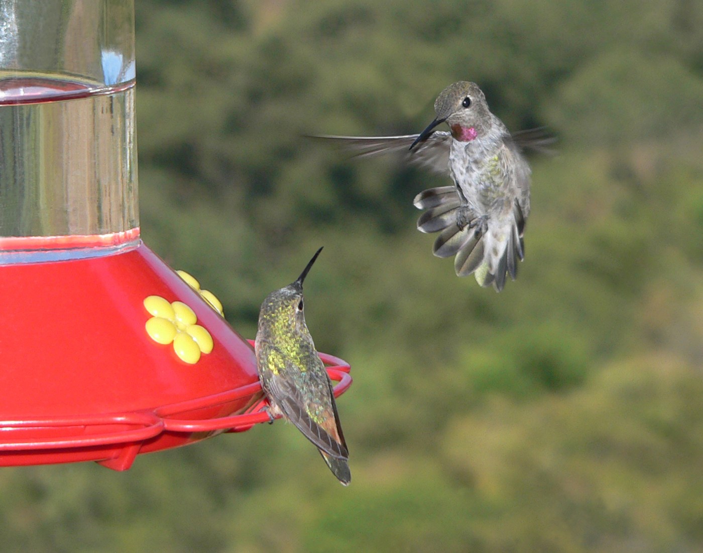 why-can’t-oakland-hummingbird-decide-whether-to-sit-or-hover-at-the-feeder?