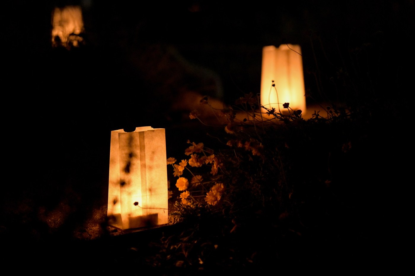 claremont’s-california-botanic-garden-offers-luminaria-nights-in-december