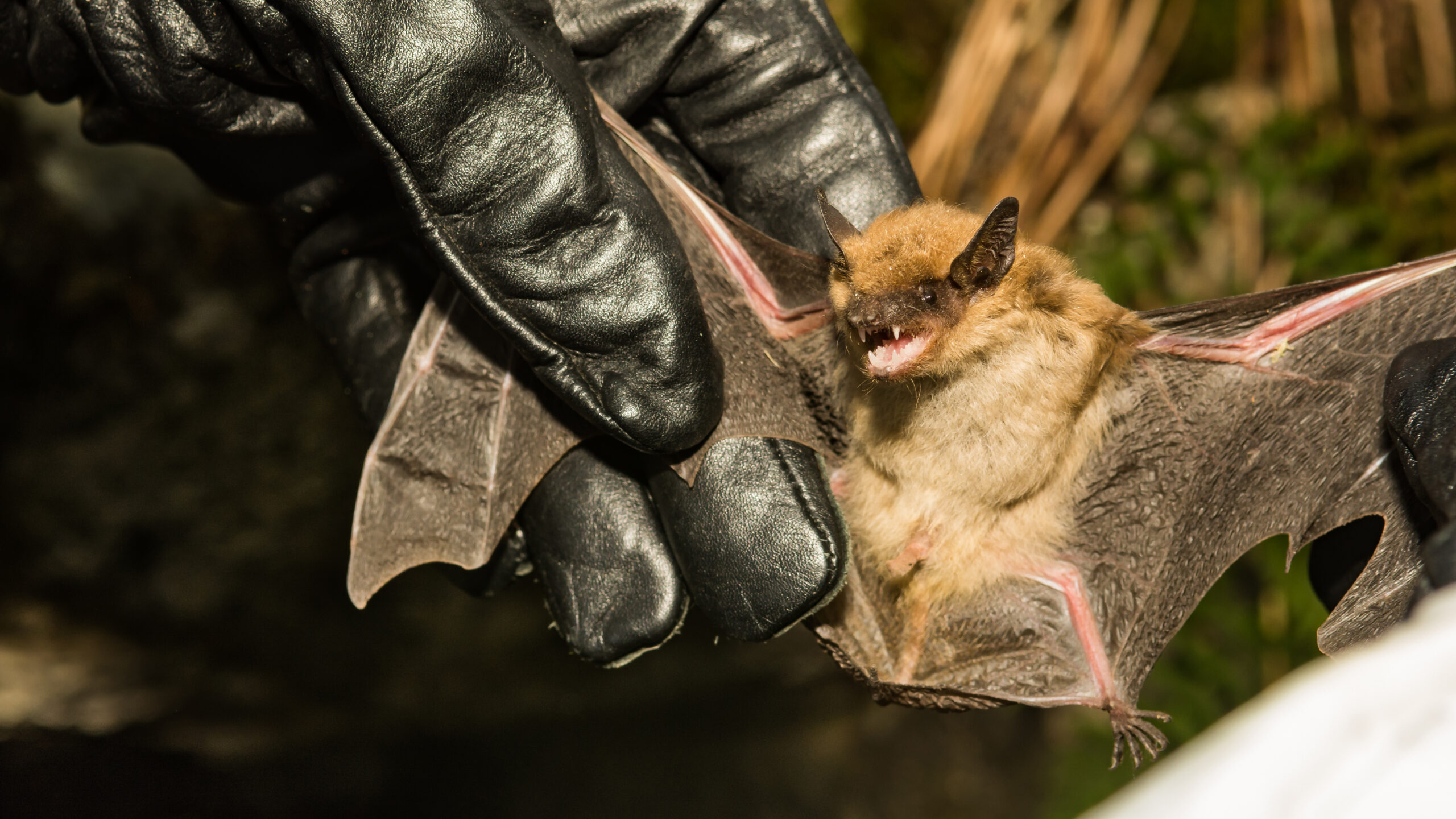 valley-resident-dies-from-rabies-after-suspected-bat-bite,-health-officials-confirm