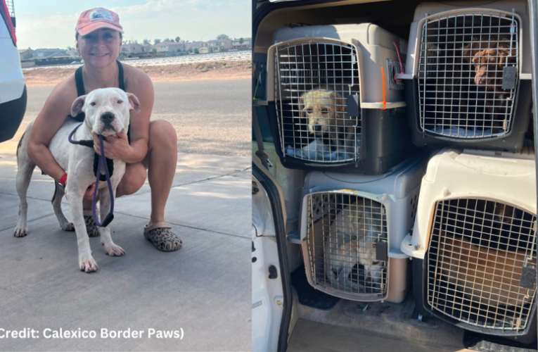 Dogs transported from ‘kill shelters’ along border to safety in San Diego: how to help