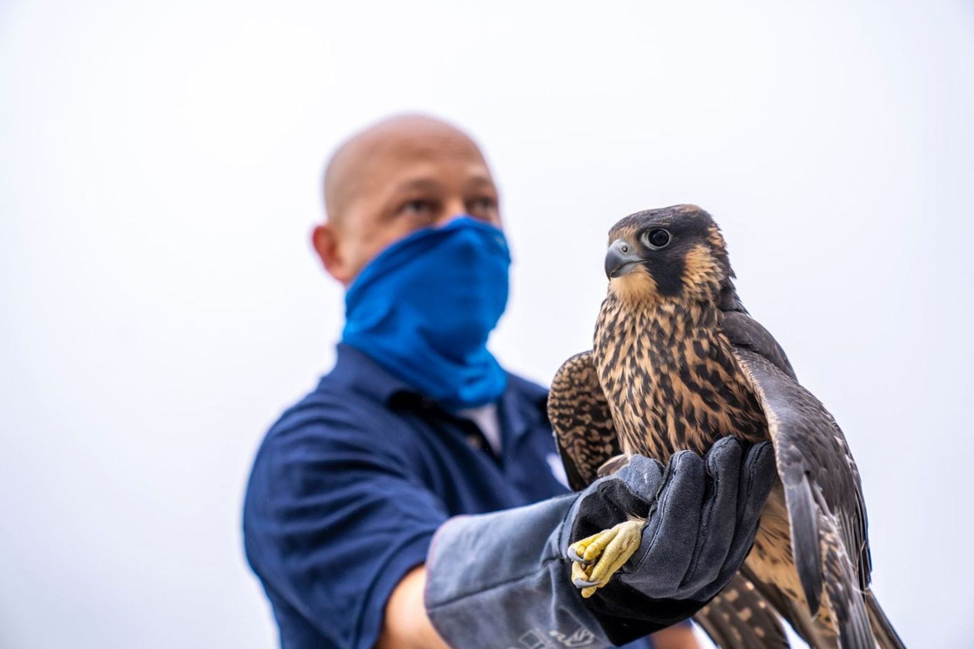 Downtown Riverside’s Jailbirds: Peregrine Falcons Nest at the County Jail