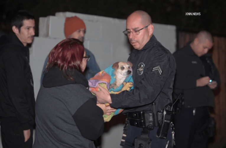 Driver abandons dog after slamming into wall in Los Angeles neighborhood