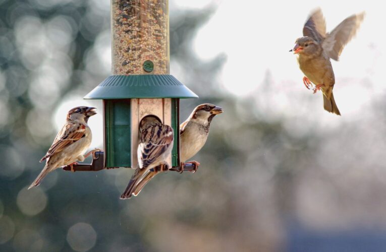 Should Pleasanton birdwatchers take down their feeders to avoid avian flu?