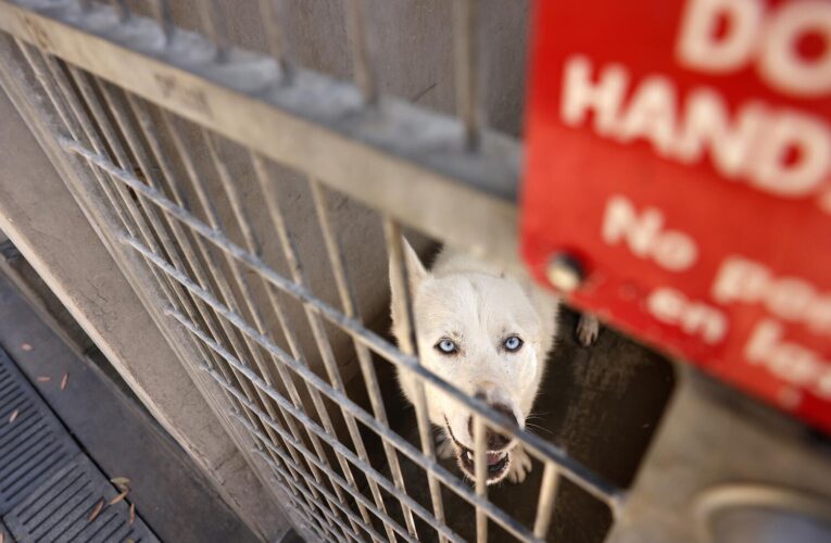 Head of troubled L.A. Animal Services steps down amid high euthanasia rates, overcrowding