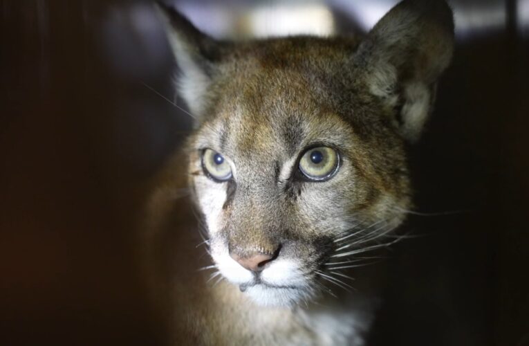 San Diego Humane Society helps injured female mountain lion return to wild