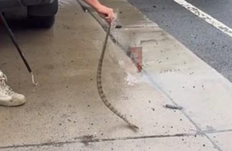 Driver finds highly venomous snake “slithering up her leg”