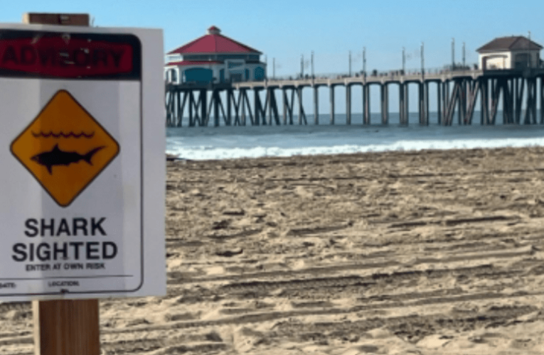 Swimmers notified of shark sightings off Huntington Beach