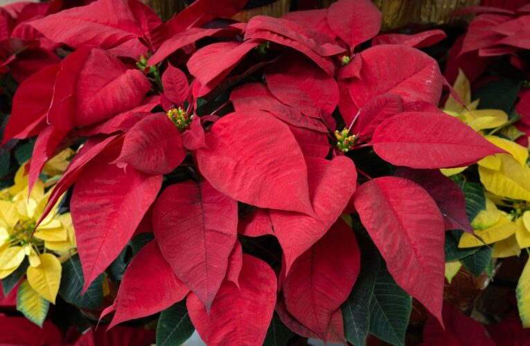 Poinsettias, Southern California’s Christmas Gift