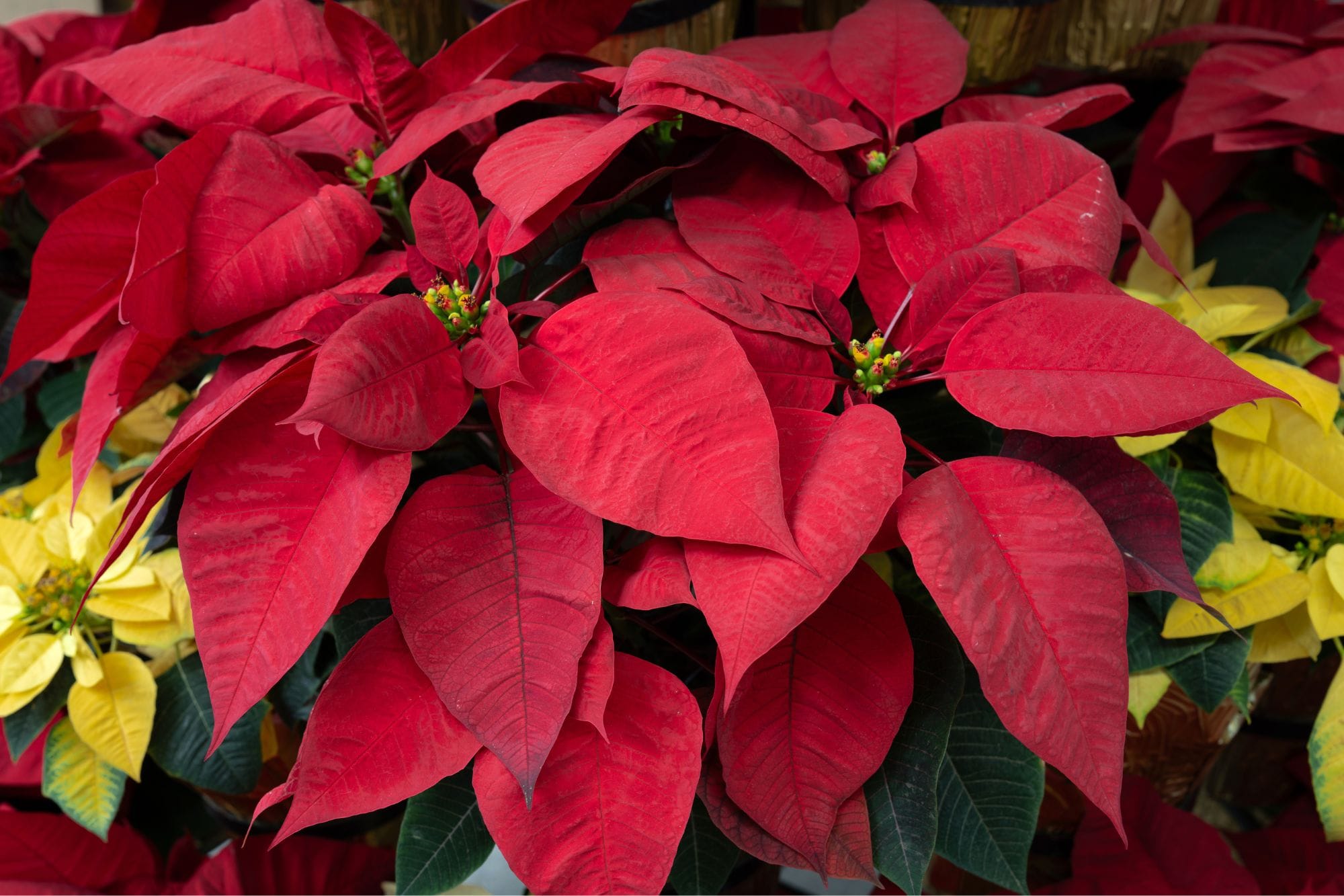 poinsettias,-southern-california’s-christmas-gift