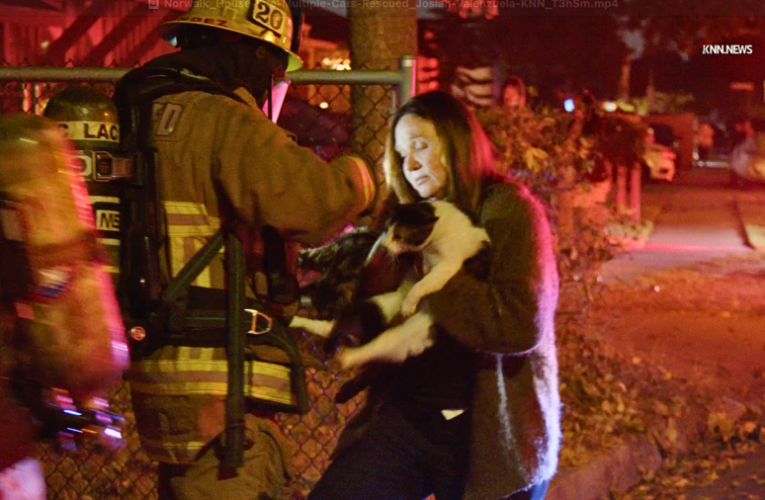 Multiple cats rescued from house fire in Norwalk