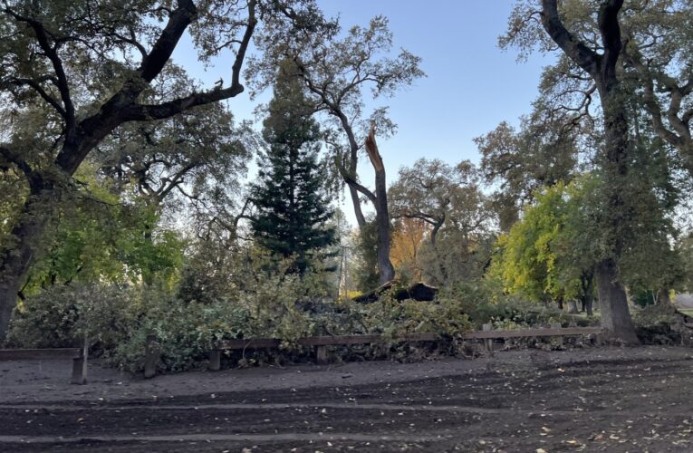 Storm topples trees in Cone Grove Park