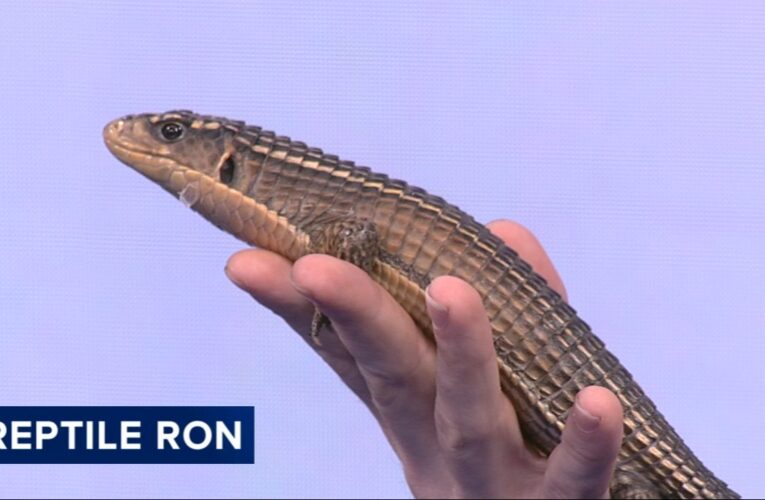 Reptile Ron shows off lizard and baby animals