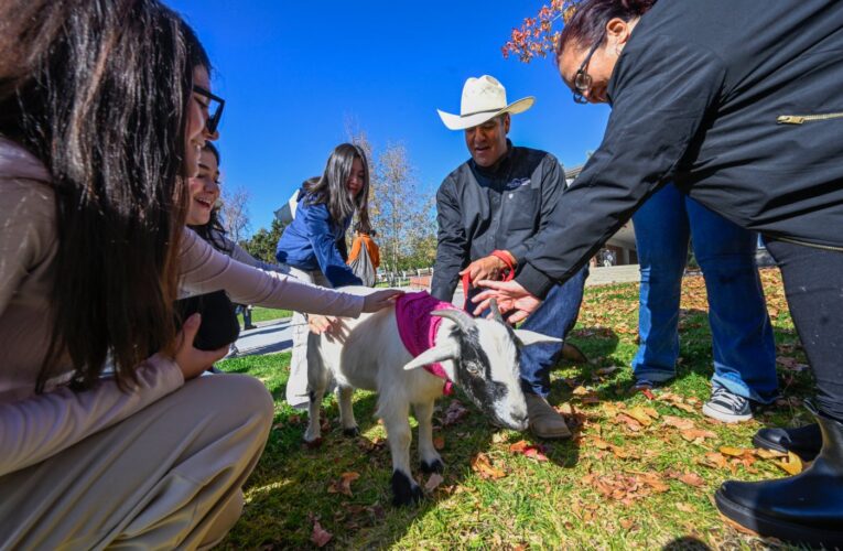 Chaffey College students relax before finals week with dogs, pigs and goats