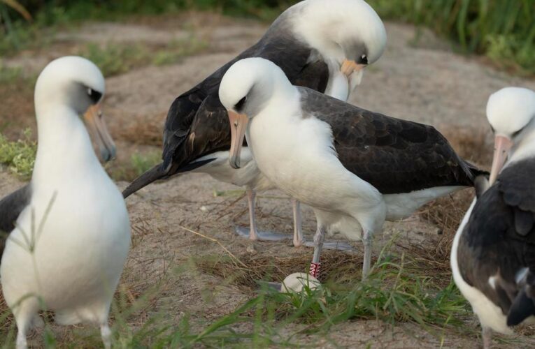 Wisdom, the world’s oldest-known wild bird, lays an egg at 74