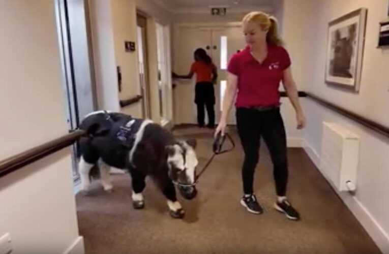 Therapy ponies for nursing homes