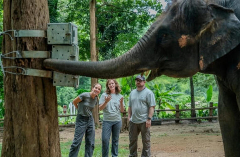 Thai Elephants | Sunday on 60 Minutes