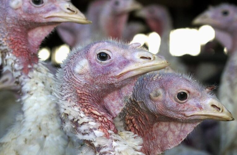 Possible H5N1 bird flu case in Marin County child; source of infection unknown