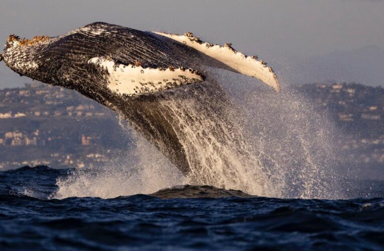 Unexpected visits are turning Orange County into a humpback whale hangout