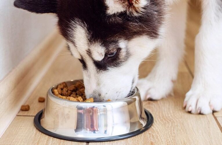 The best dry dog food for happy, healthy pups