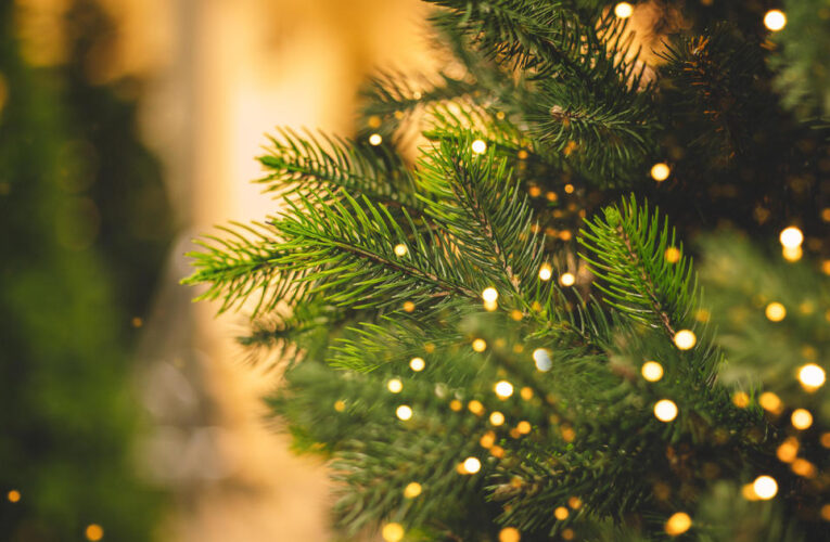 Still need to buy a Christmas tree? Here’s the good news.