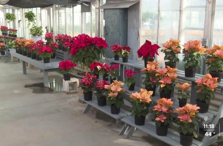 Cal Poly’s annual plant, gift sale extended through Saturday