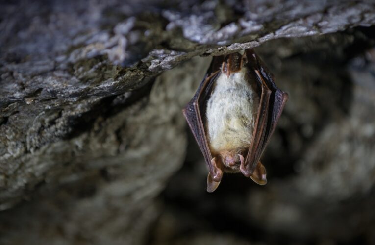 All the News That’s Fit: Bats as bug killers, sucralose concerns and killer smog