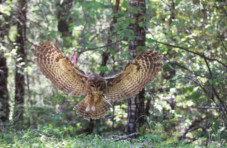 Hoopa Tribe  Awarded Major Grant for Barred Owl Removal