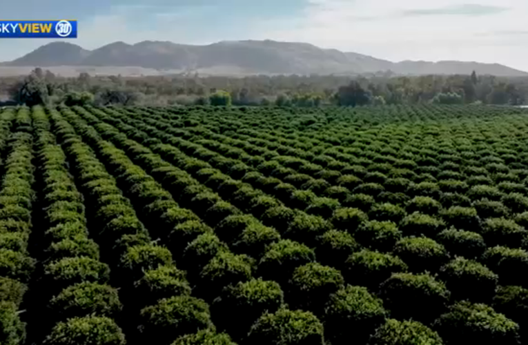 Valley citrus keeping The Fruit Guys stocked