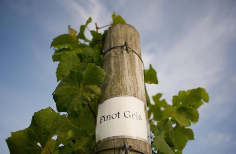 Don’t shun pinot grigio! The good versions of wines you think are bad