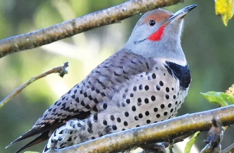 The Enviably Thick-skulled Woodpecker