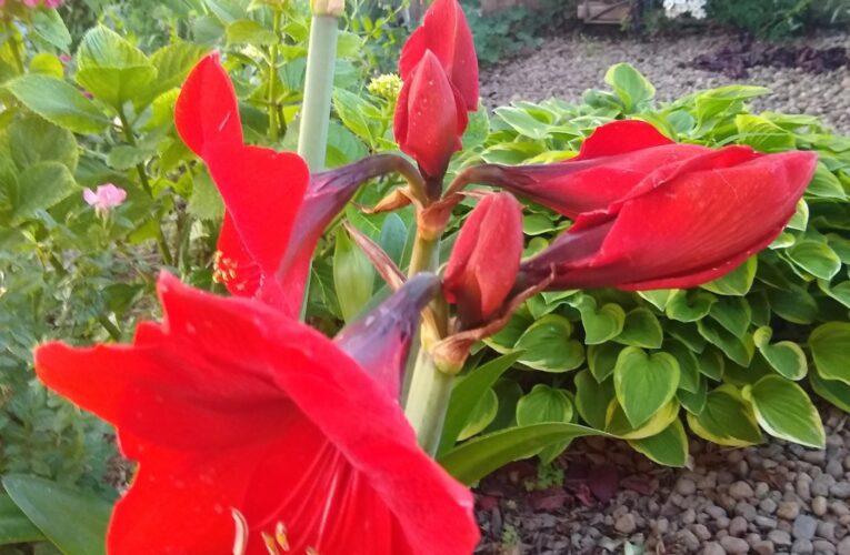 Holiday Tradition – The Majestic Amaryllis | Red Bluff Garden Club