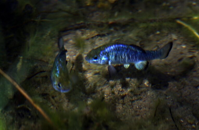 Northern California earthquake prompts an endangered Death Valley fish species to get busy