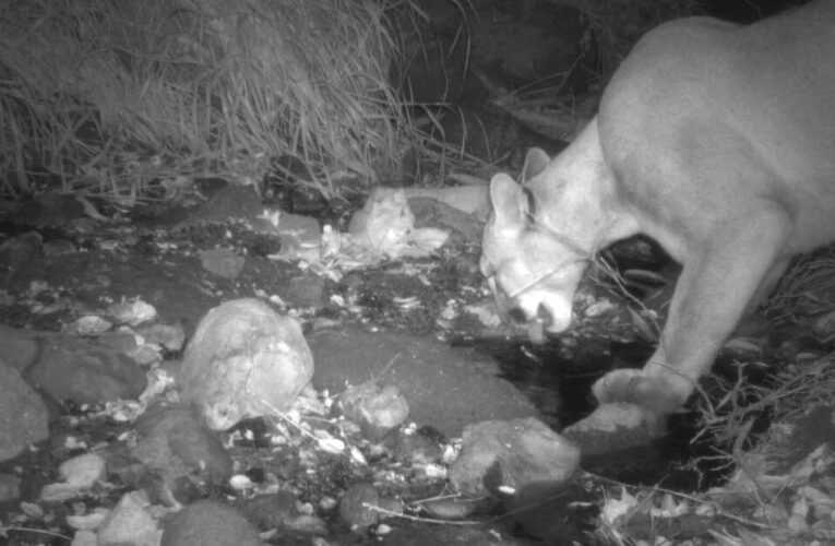 A mountain lion spotted in Griffith Park spurred hope. He is now believed dead